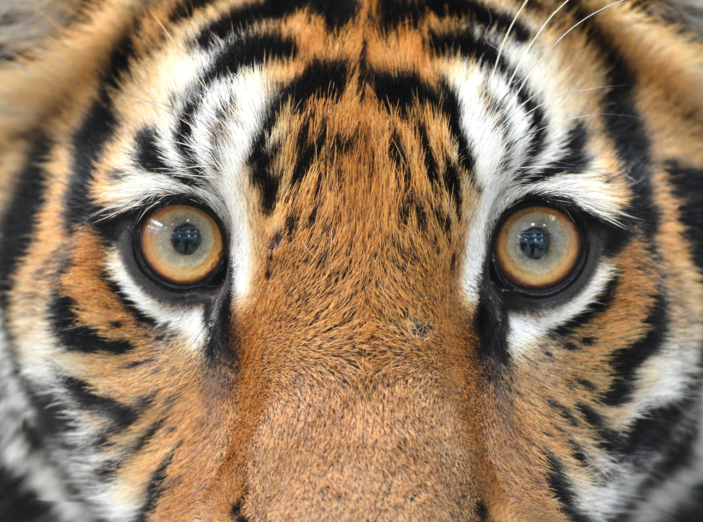 The Tiger Eye: Meaning, Healing Properties & Powers | Damayanti.store